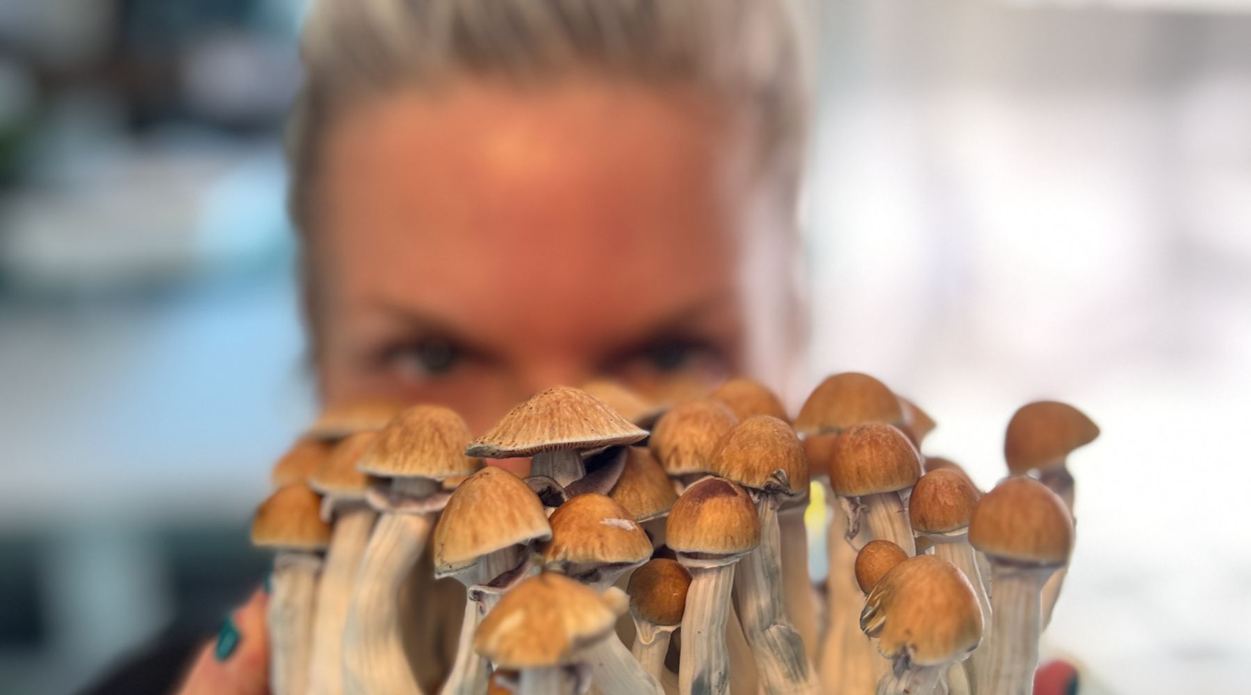 Are Mushrooms Legal in Colorado? – SOSS MUSHROOMS