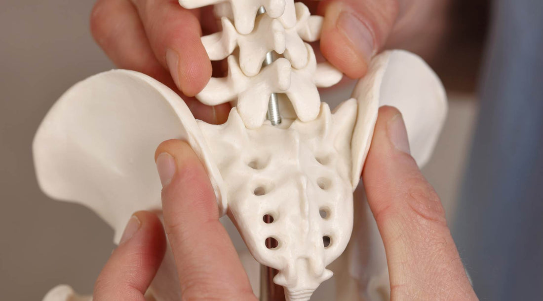 Doctor showing back pain model